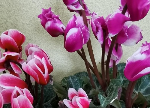 仙客来球根怎么栽种