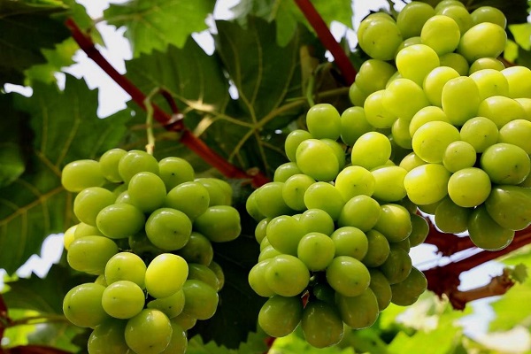 阳光玫瑰什么时候栽最好