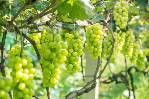 阳光玫瑰什么时候栽最好