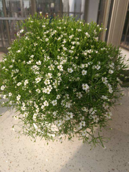 12星座守护花以及花语