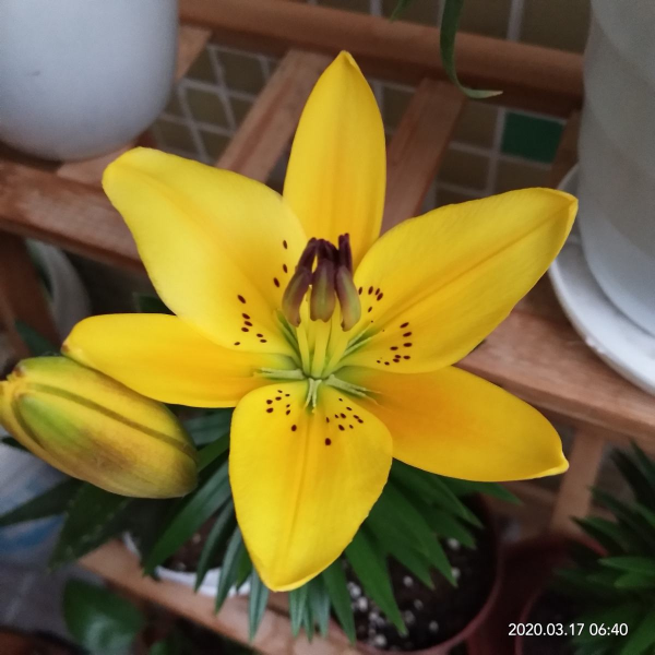 12星座守护花以及花语