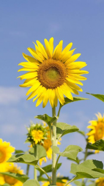 12星座守护花以及花语
