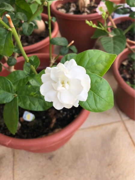 12星座守护花以及花语