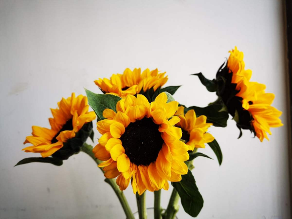 12星座守护花以及花语