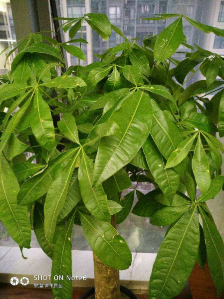 12星座守护花以及花语