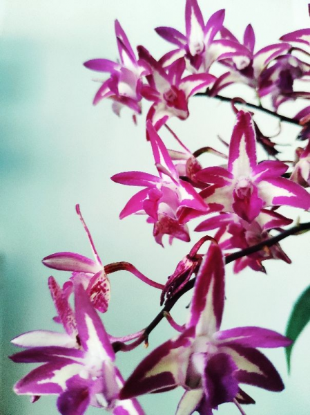 12星座守护花以及花语