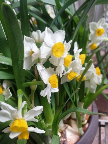 12星座守护花以及花语