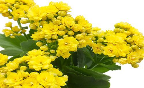 夏季养护长寿花如何避免根腐