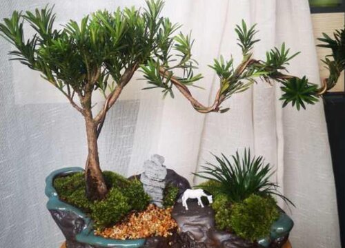 新鲜柳树枝泡水可以浇哪些花