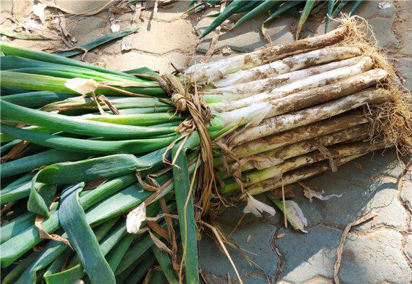 成捆大葱怎么保存时间最长