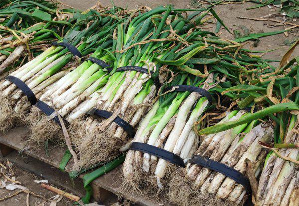 成捆大葱怎么保存时间最长