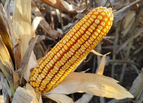 乐农79玉米种子简介