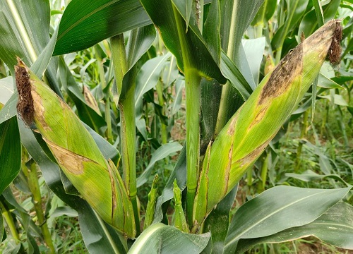 乐农79玉米种子简介