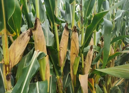 乐农79玉米种子简介