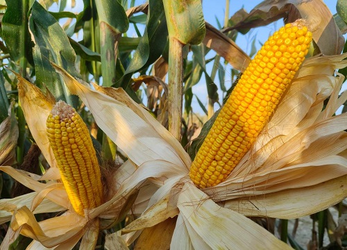 乐农79玉米种子简介