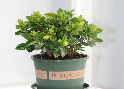 栀子花长花苞不开花是什么原因