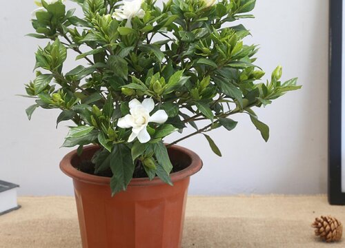 栀子花长花苞不开花是什么原因