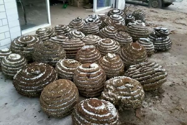 蜜蜂的天敌是什么动物