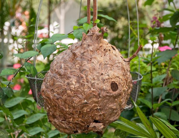 蜜蜂的天敌是什么动物