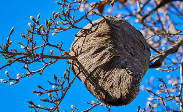 蜜蜂的天敌是什么动物