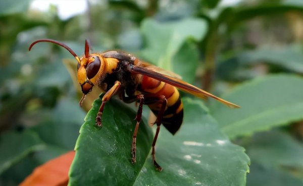 蜜蜂的天敌是什么动物