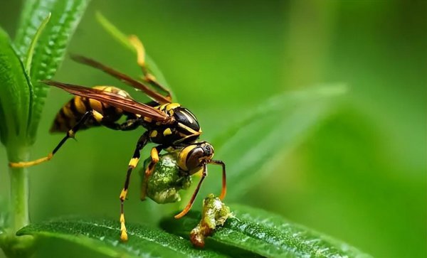 蜜蜂的天敌是什么动物