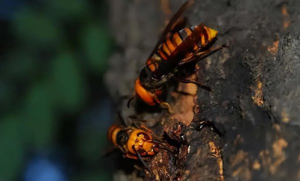 蜜蜂的天敌是什么动物