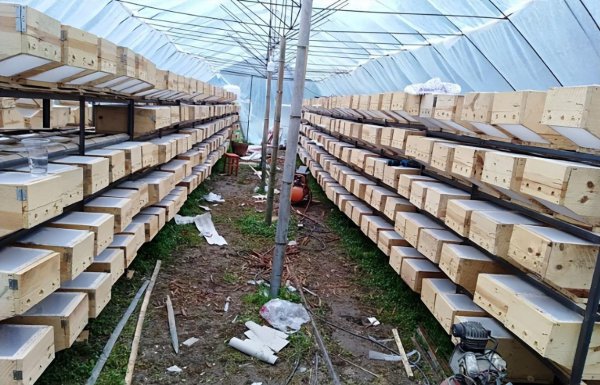 蜜蜂的天敌是什么动物