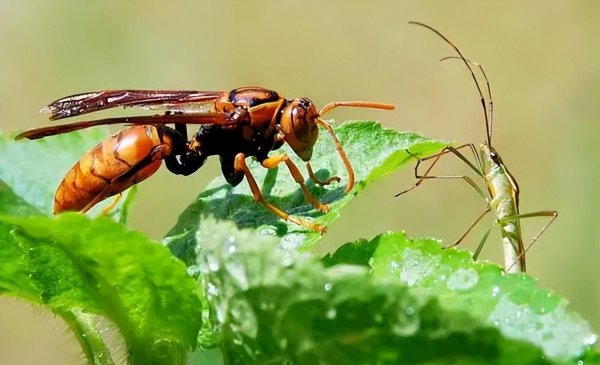 蜜蜂的天敌是什么动物