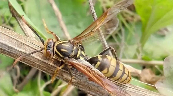 蜜蜂的天敌是什么动物