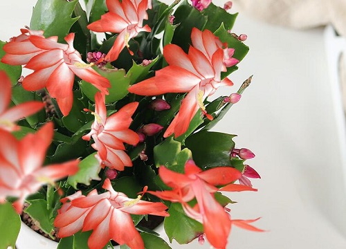 蟹兰花怎么养才开花