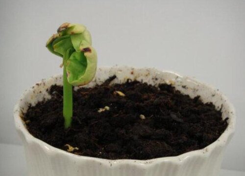 发财树怎么发芽快