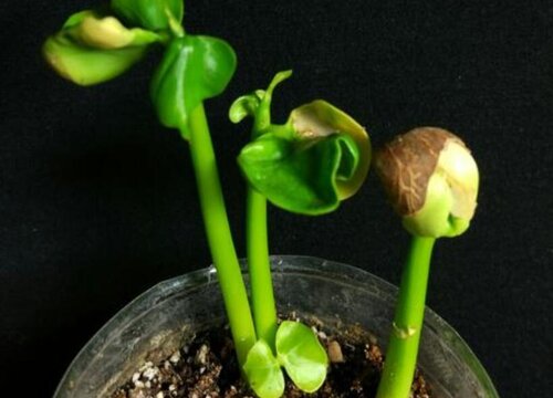 发财树怎么发芽快