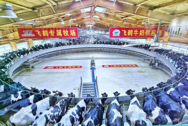 飞鹤是中国还是美国品牌