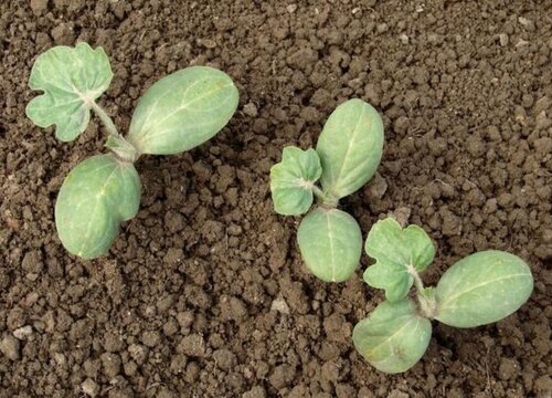 西瓜苗可以移栽吗