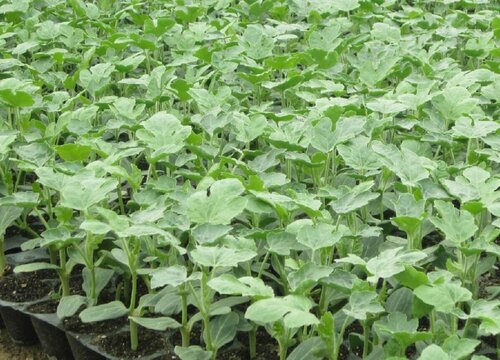 西瓜苗可以移栽吗