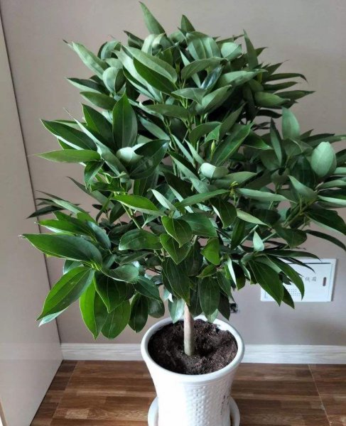 客厅里养什么植物好养又招财