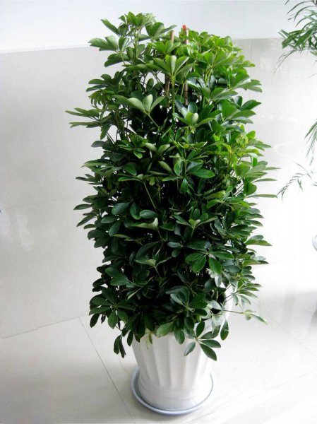 客厅里养什么植物好养又招财