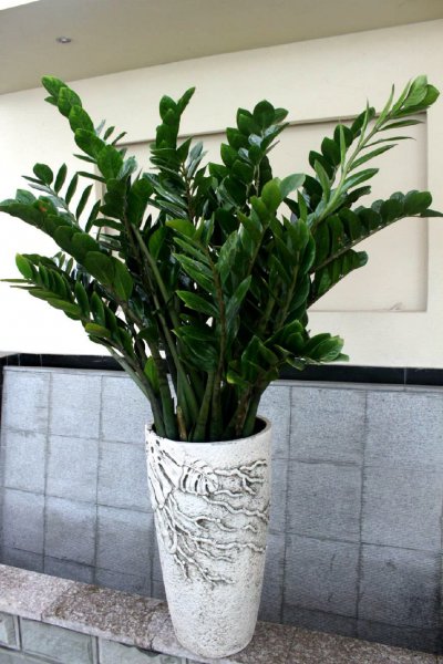 客厅里养什么植物好养又招财