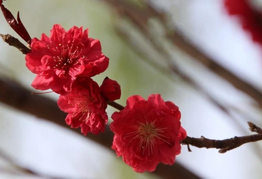 观赏桃花十大品种