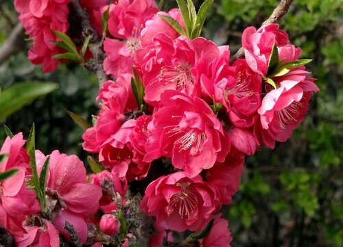 观赏桃花十大品种