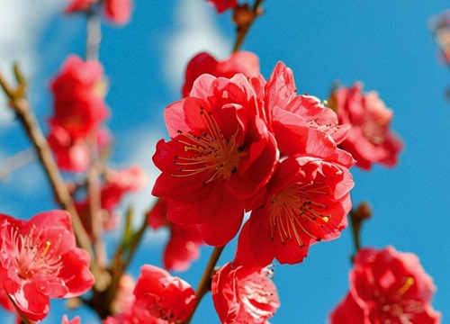 观赏桃花十大品种