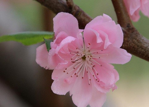 观赏桃花十大品种
