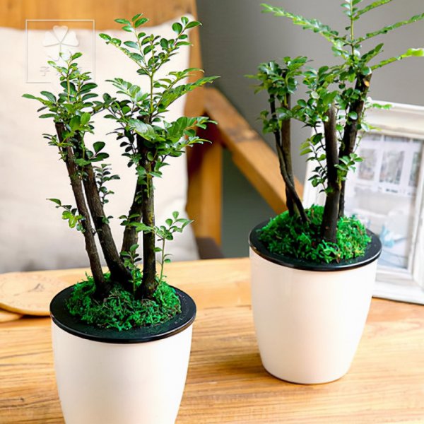 小叶紫檀盆景怎么养才会好看