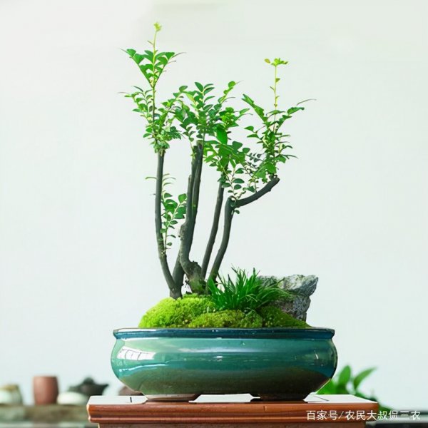 小叶紫檀盆景怎么养才会好看