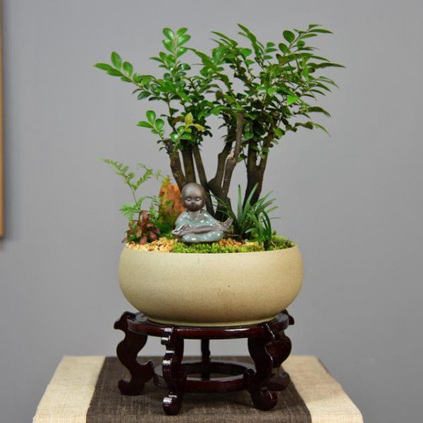 小叶紫檀盆景怎么养才会好看