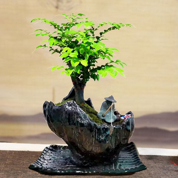 小叶紫檀盆景怎么养才会好看