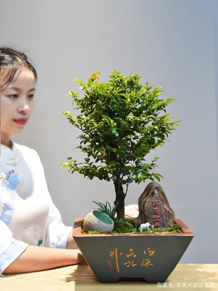 小叶紫檀盆景怎么养才会好看