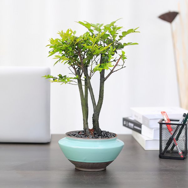 小叶紫檀盆景怎么养才会好看