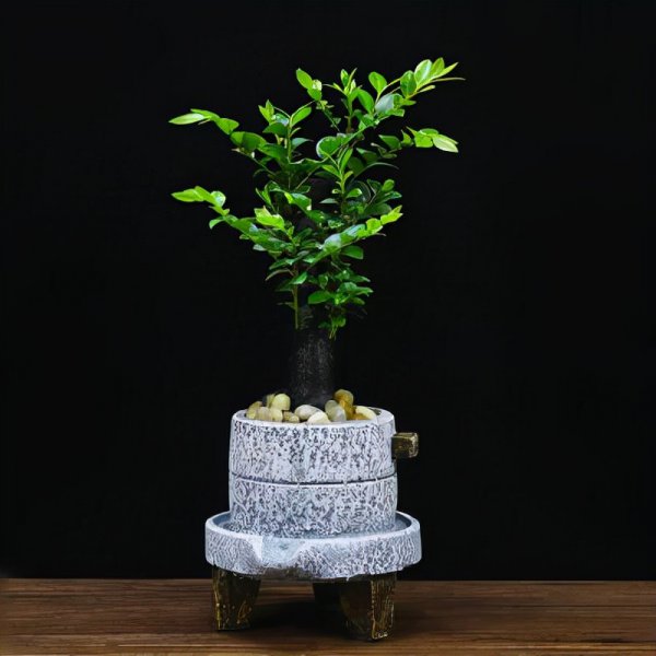 小叶紫檀盆景怎么养才会好看